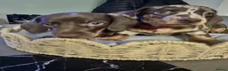Miniature Dachshund dogs for sale: Beautiful miniatures  - Advert 11