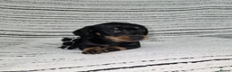 Dachshund dogs for sale: 7 adorable mini smooth dachshund PRA clear Ready  in Ilminster - Advert 12