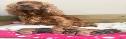 Cocker Spaniel dogs for sale: Red Sable show cocker spaniel male - Advert 8