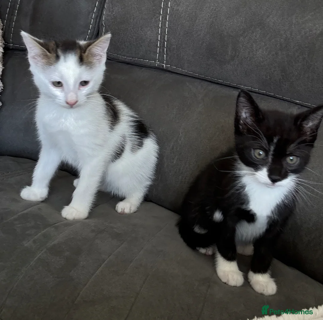 Mixed Breed cats for sale: Beautiful kittens in Leicester - Advert 1