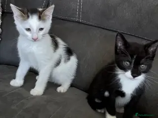 Mixed Breed cats Beautiful kittens - Advert 4