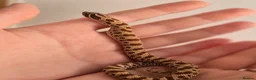 Snake reptiles for sale: Extreme Red Purple line Western Hognose CB26 - Advert 2