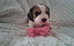 Beagle dogs for sale: KC Registered beagle puppies - Image 19