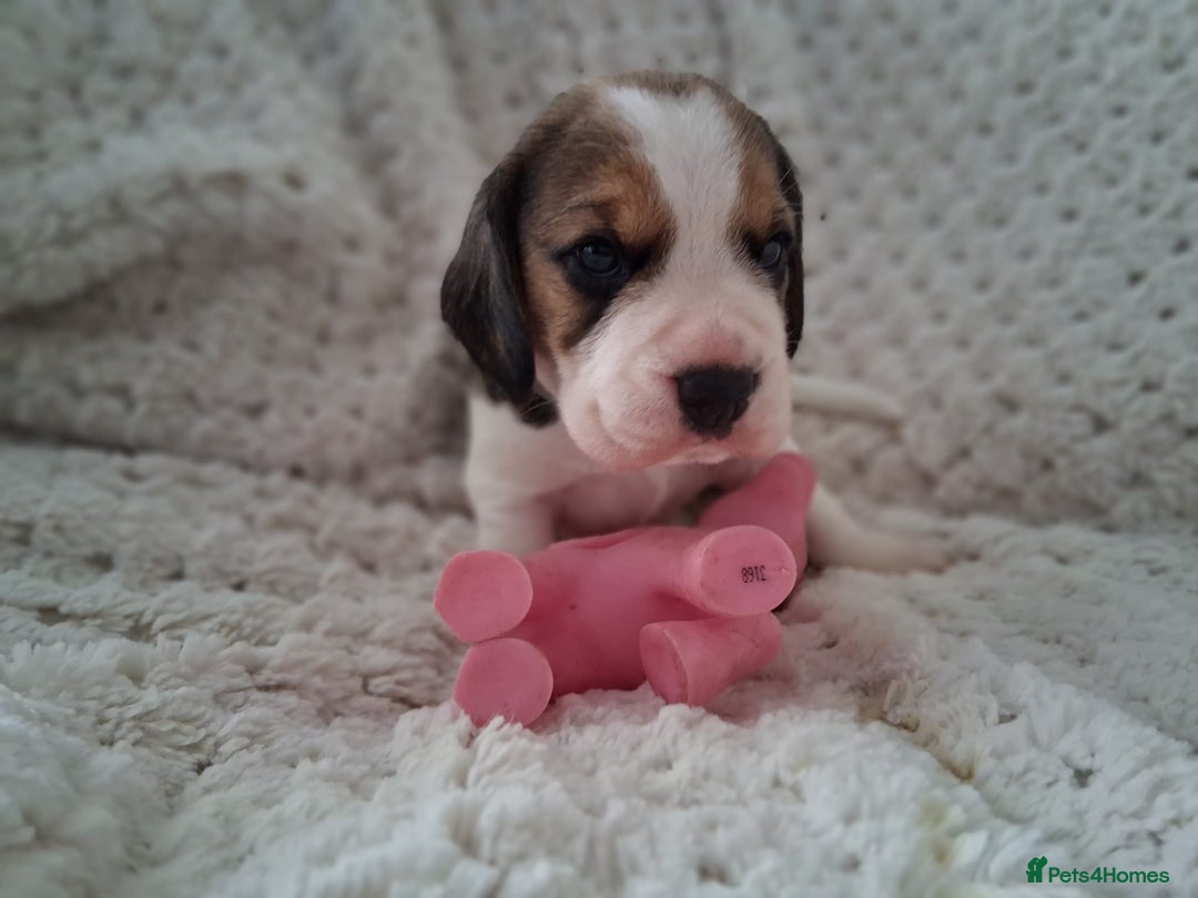 Beagle dogs for sale: KC Registered beagle puppies - Image 19