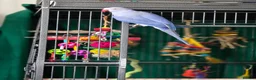Ringnecks birds for sale: Male and female ringneck for rehome in Ryde - Advert 11