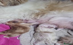 Shih Tzu dogs for stud: Kc reg shih tzu full DNA health tested in Chester-le-Street - Image 18