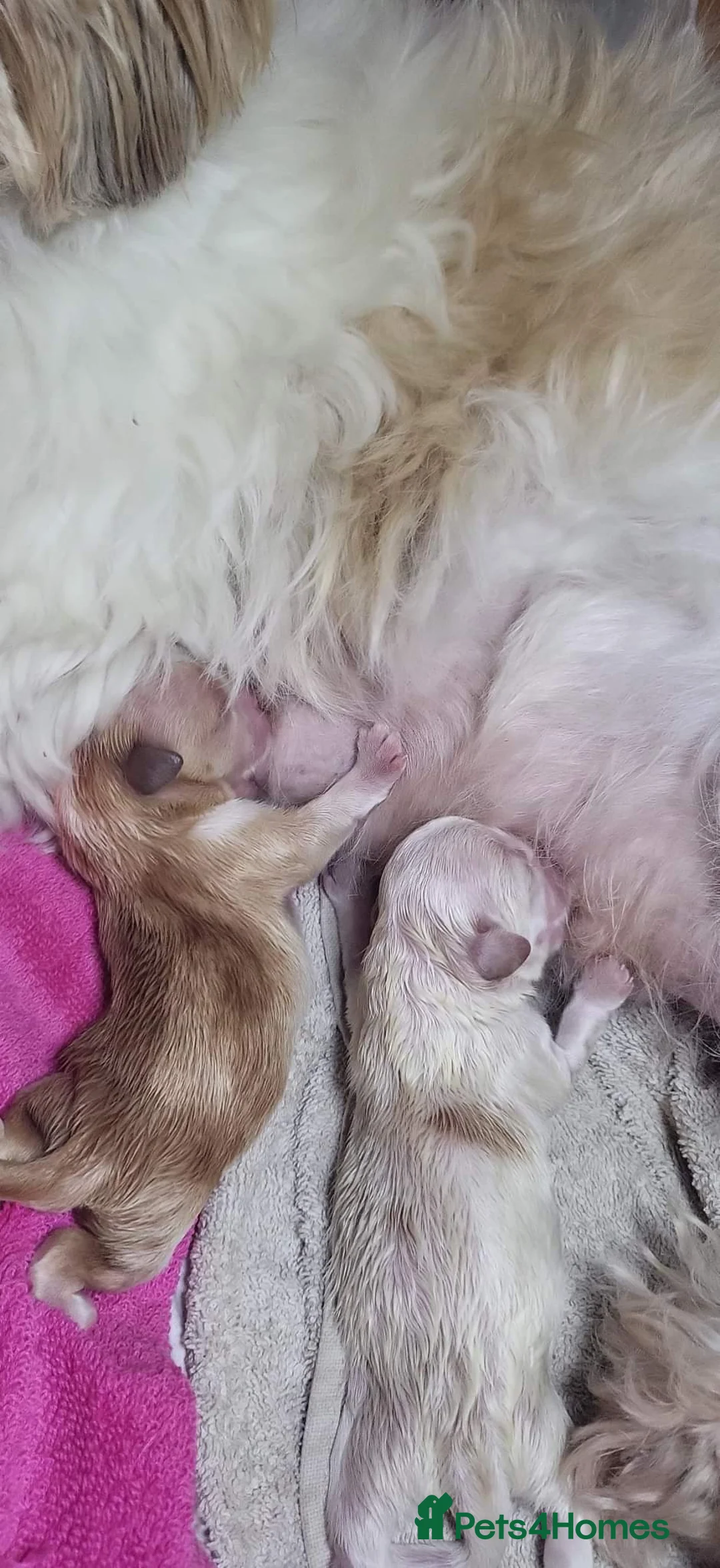 Shih Tzu dogs for stud: Kc reg shih tzu full DNA health tested in Chester-le-Street - Advert 18