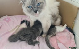 Mixed Breed cats for sale: Ragcoon kittens  - Image 12