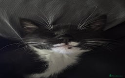 Maine Coon cats for sale: 3/4Month old Kitten 50% Maine coon 50% Mixed - Image 2