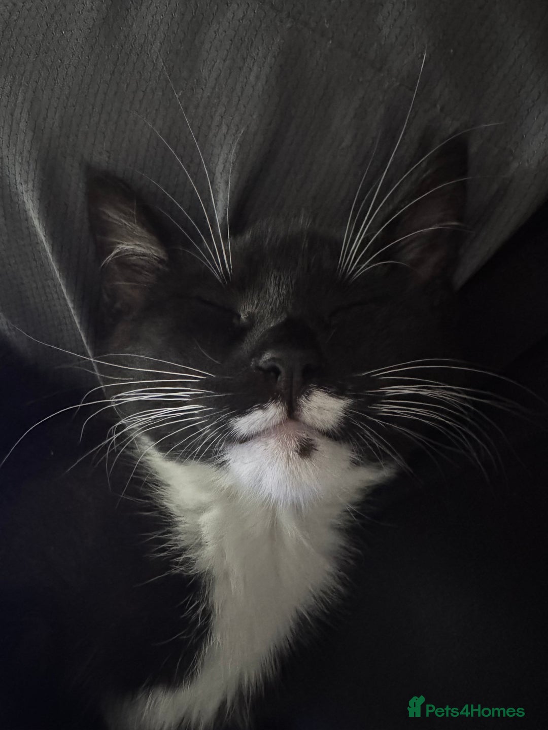 Maine Coon cats for sale: 3/4Month old Kitten 50% Maine coon 50% Mixed - Image 2