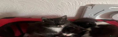 Kitten 4