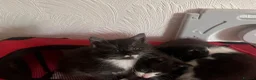 Mixed Breed cats for sale: Beautiful Mixed-Breed Kittens - Ready early July - Advert 8