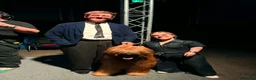 Briard dogs for sale: Briard Puppies  - Advert 4