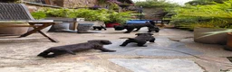Patterdale Terrier dogs for sale: 4 chocolate/black Patterdale puppies - female - Advert 4