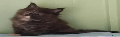Maine Coon 3