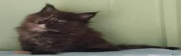 Maine Coon cats for sale: GCCF REGISTERED MAINE COON KITTENS FOR SALE  - Advert 27