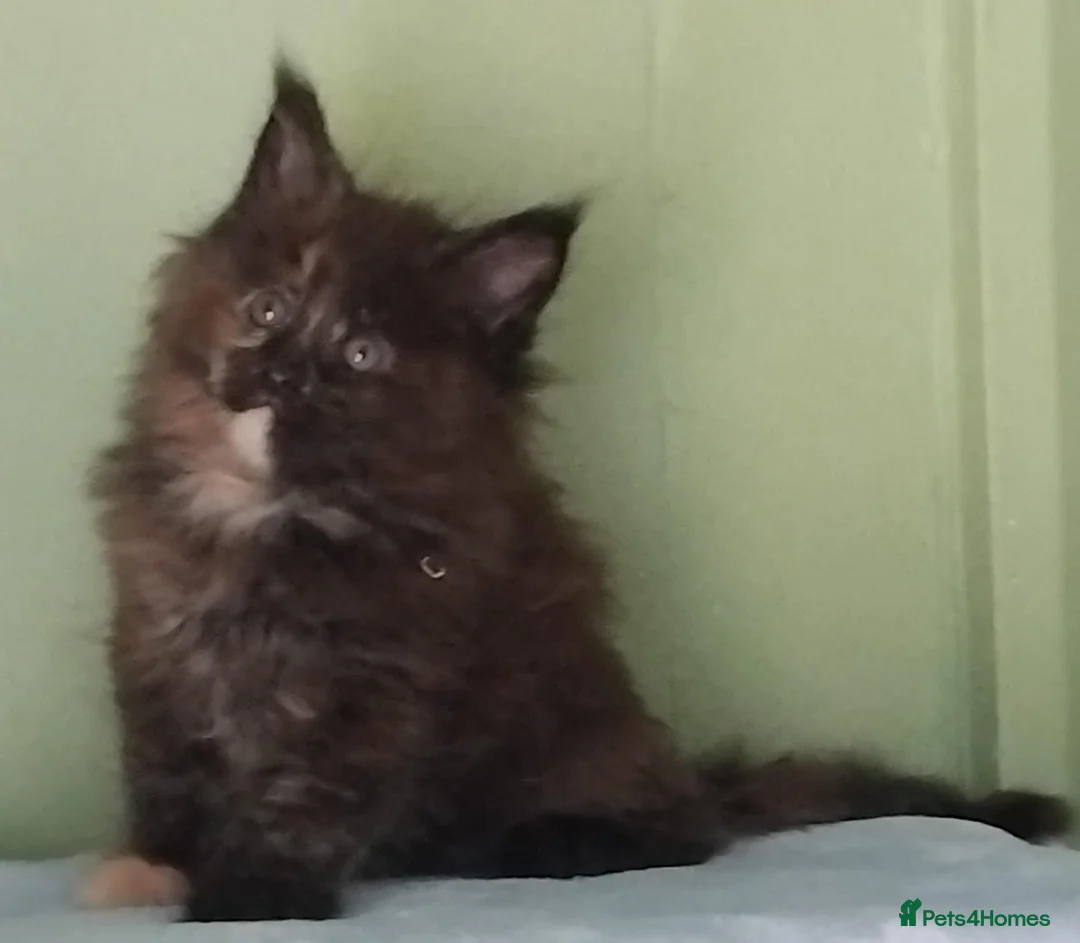 Maine Coon cats for sale: GCCF REGISTERED MAINE COON KITTENS FOR SALE  - Advert 27