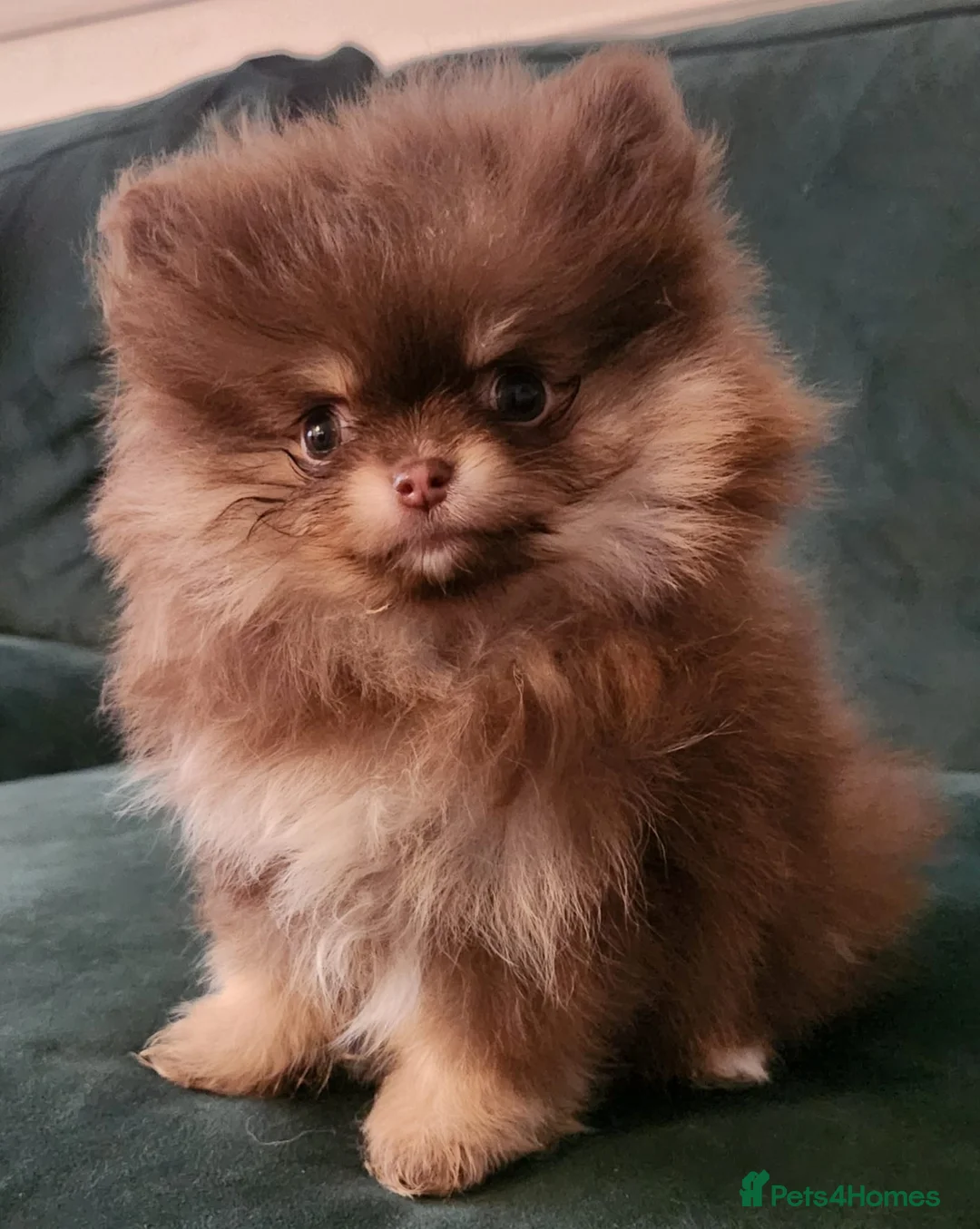 Pomeranian dogs for stud: STUD - TINY Russian & Taiwanese CHIAO LI YA  in Romford - Advert 13