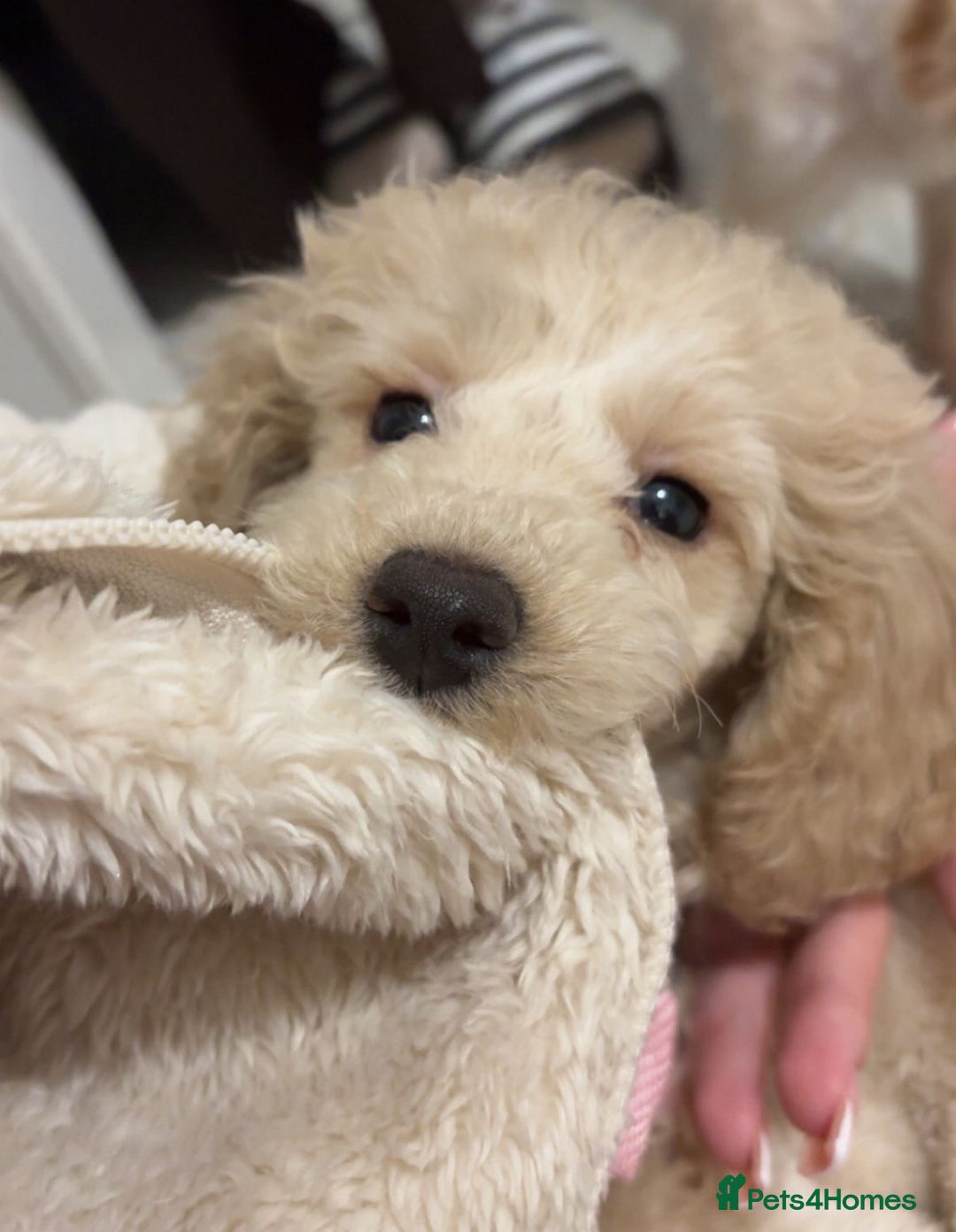 Miniature Poodle dogs for sale: Miniature Puddle puppy 3 months old  - Advert 2