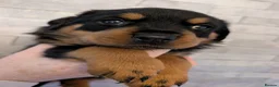 Rottweiler dogs for sale: Exceptional huge Rottweiler pups from amazing line - Advert 32
