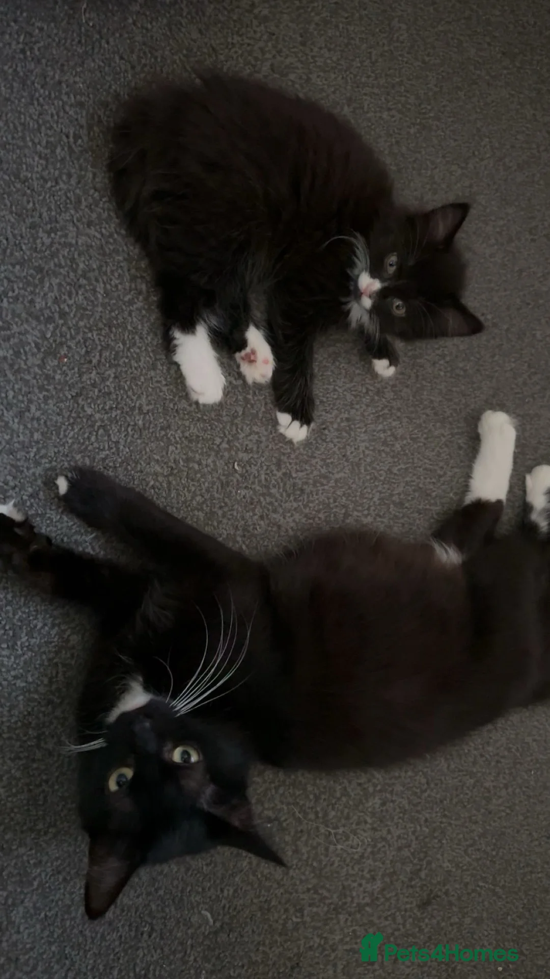 Maine Coon cats for sale: Maine coon x British shorthair  - Advert 5