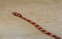 Corn Snake reptiles for sale: Baby corn snakes - Image 7