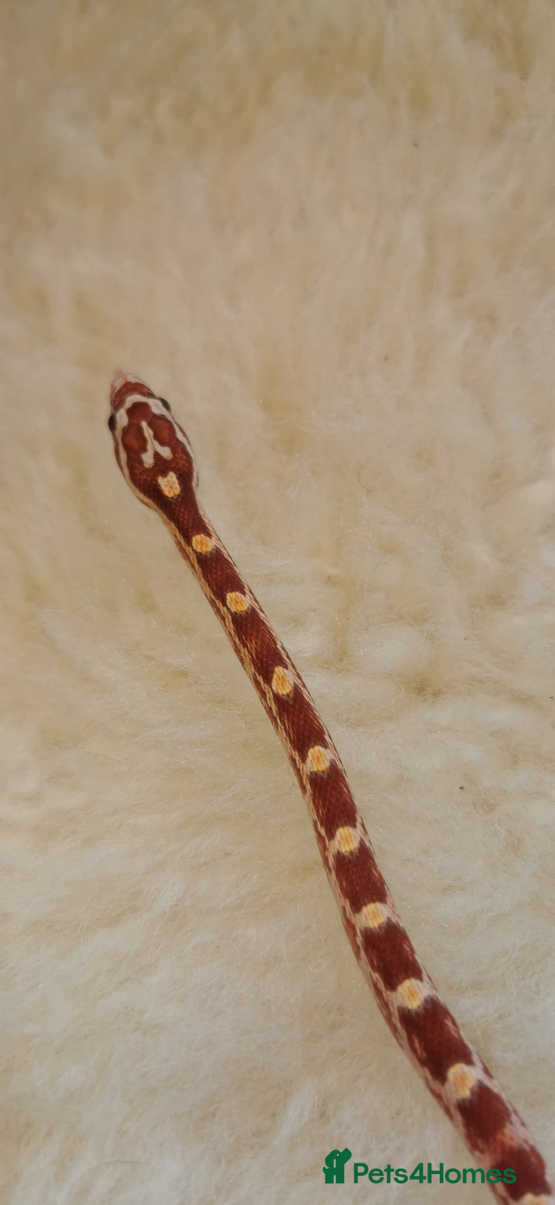 Corn Snake reptiles for sale: Baby corn snakes - Image 7