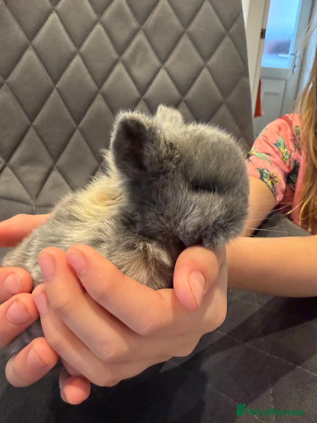 Mini Lop rabbits for sale: Mini lops - ready end April  in Loughborough - Advert 2