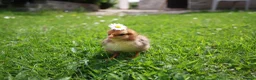 Chickens poultry for sale: Mixed bantam chicks  - Advert 5