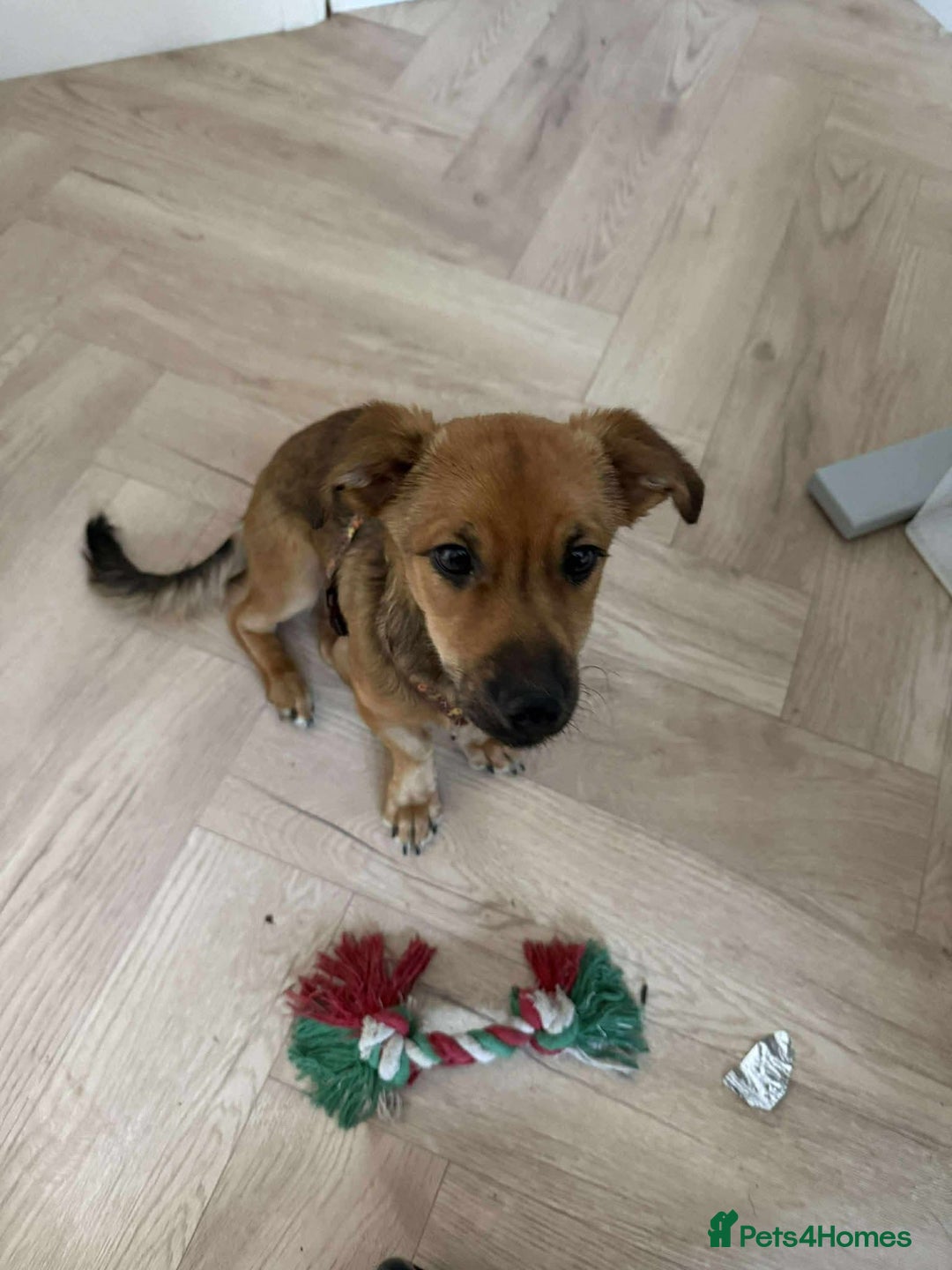 Mixed Breed dogs for adoption: 💕 Crumble 💕 - Advert 4