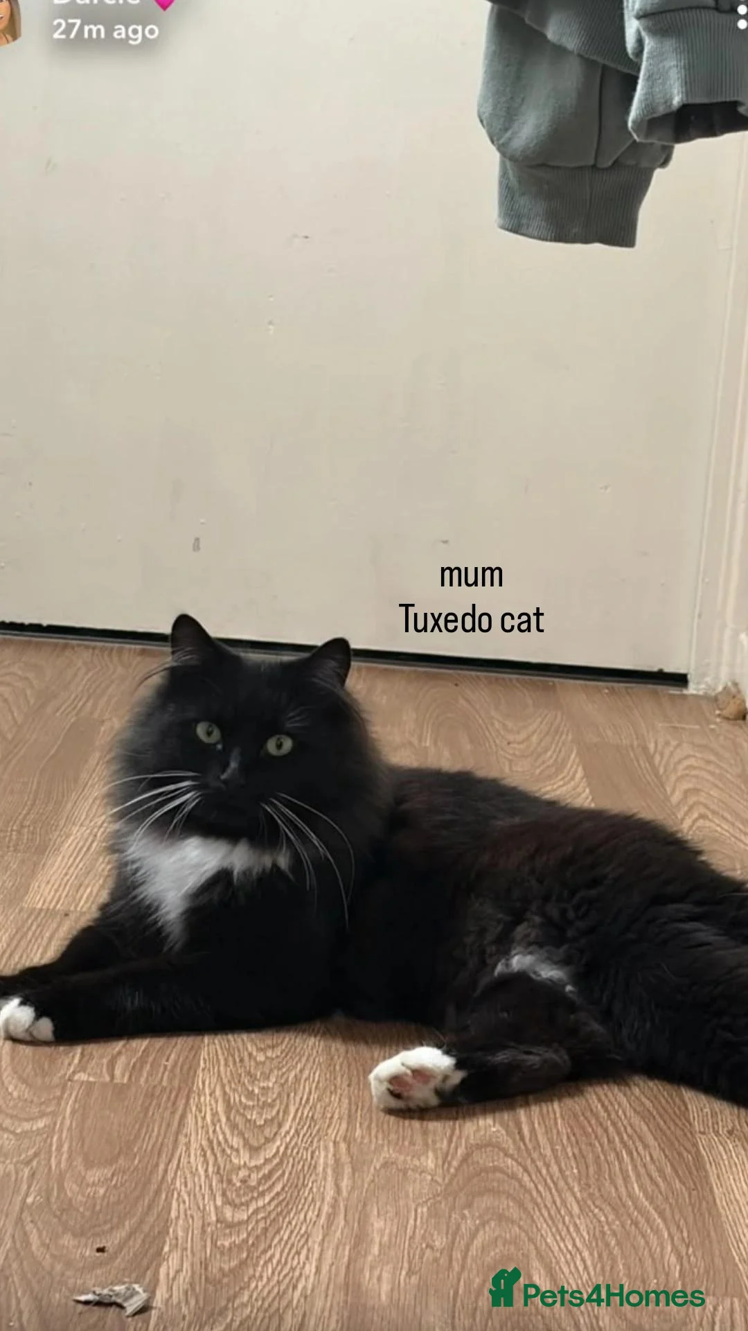 Mixed Breed cats for sale: tuxedo x calico kitten for sale 😍😍😍 - Advert 4