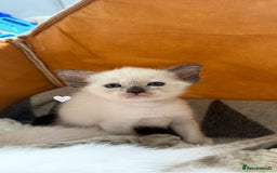Ragdoll cats for sale: Ragdoll x Oriental kittens  - Image 3