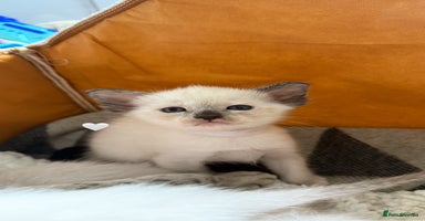 Ragdoll cats - Advert 5