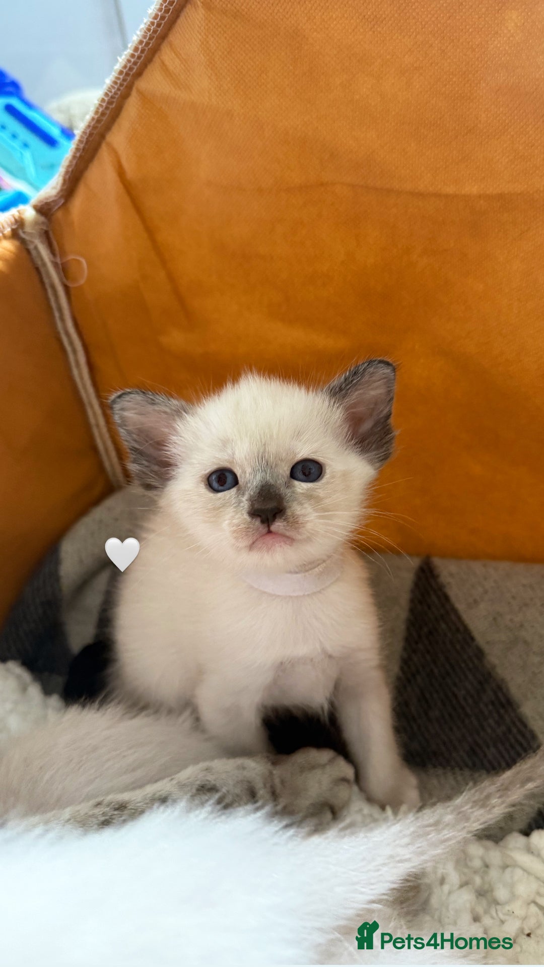 Ragdoll cats for sale: Ragdoll x Oriental kittens  - Image 3