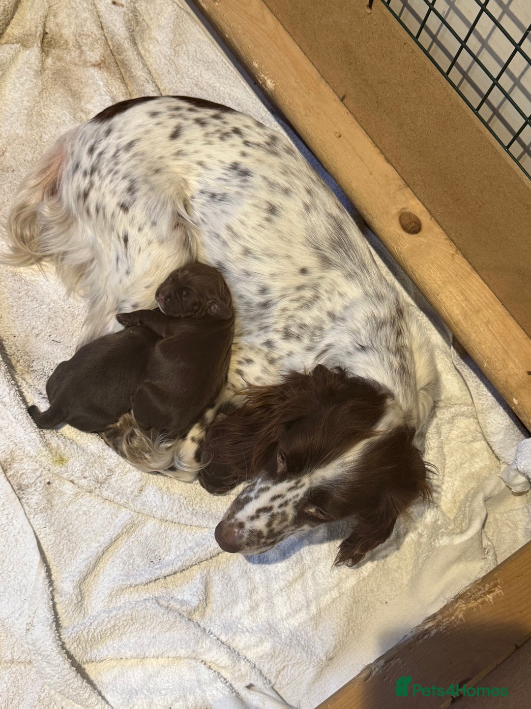 Sprocker dogs for sale: Two gorgeous working sprocker puppies left 👀 - Image 4