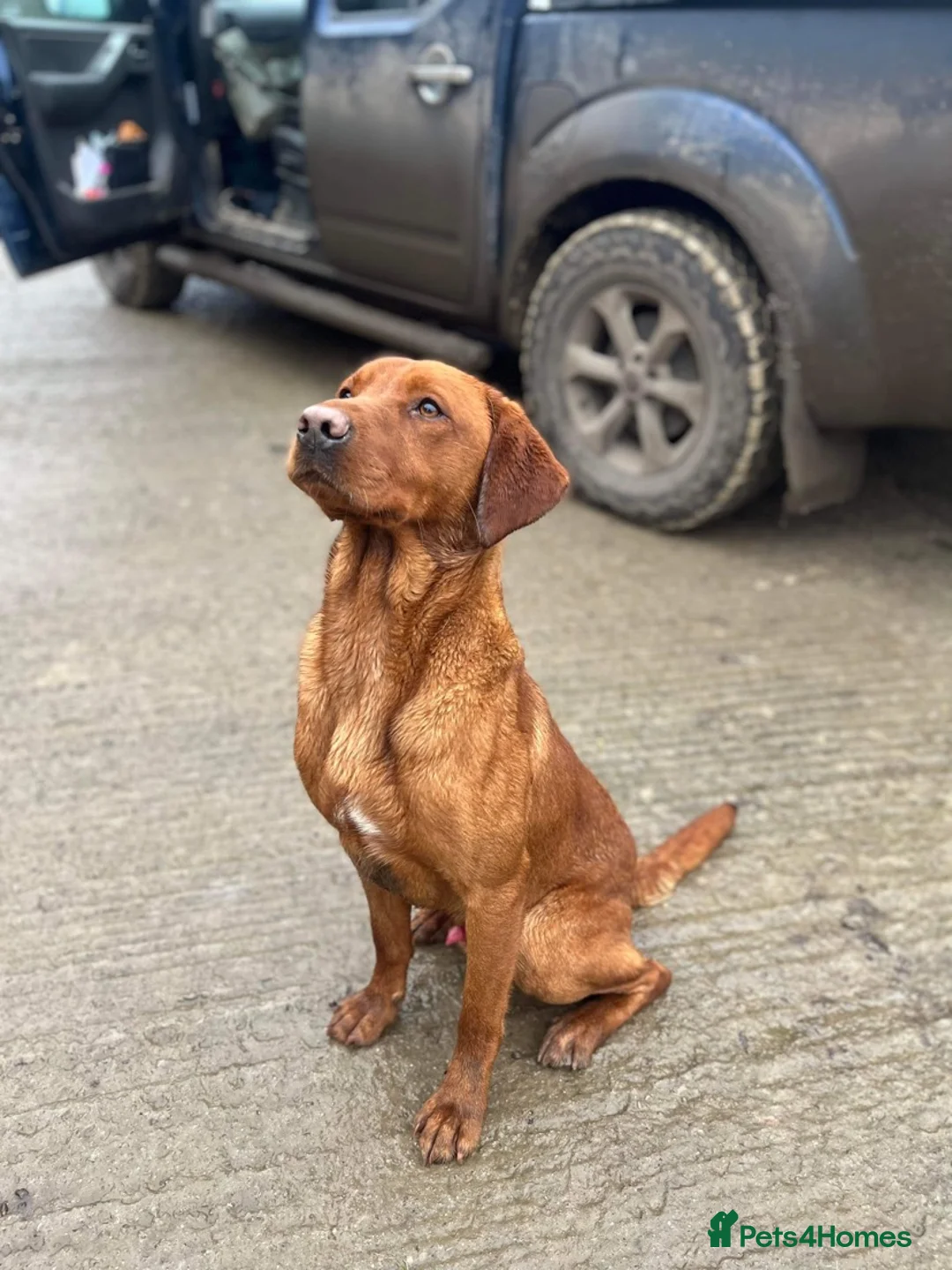 Labrador Retriever dogs for stud: KC reg, health tested Lab at Stud- Blazing bernard in Malton - Advert 3
