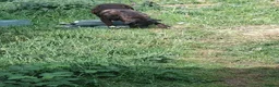 Cane Corso dogs for sale: Bruno - Advert 2