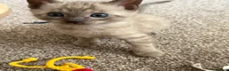 Bengal cats for sale: TICA registered Seal Solid Silver Mink Bengals - Advert 30