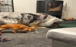 Conures birds for sale: 6 months old pineapple conure - Advert 5