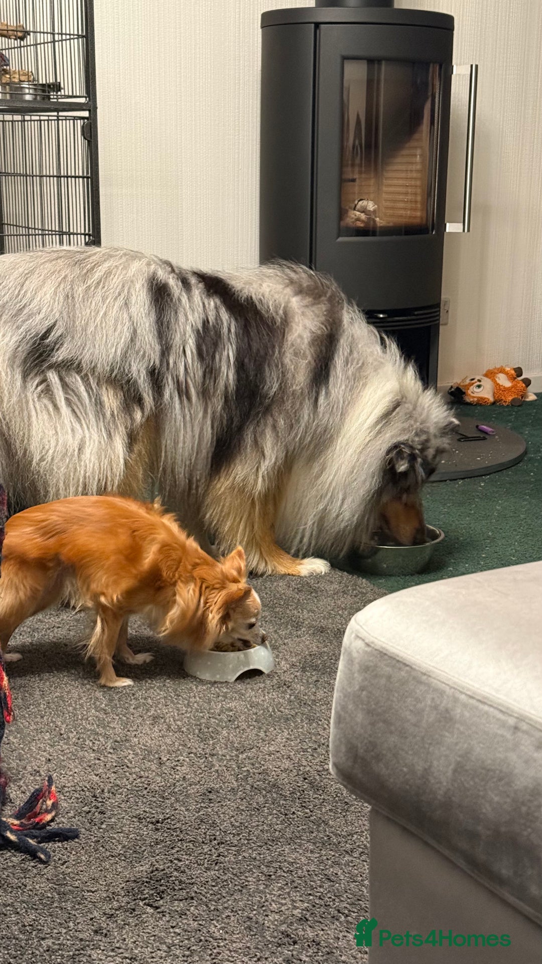 Conures birds for sale: 6 months old pineapple conure - Advert 5