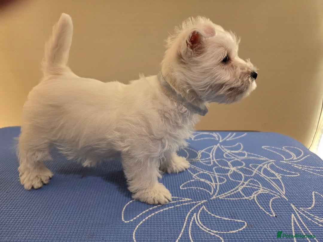 West Highland Terrier dogs for sale: Strong full of life and joy girls KC registered  - Advert 10