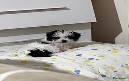 Morkie dogs for sale: Adorable Morkie Girl Puppy! - Image 4