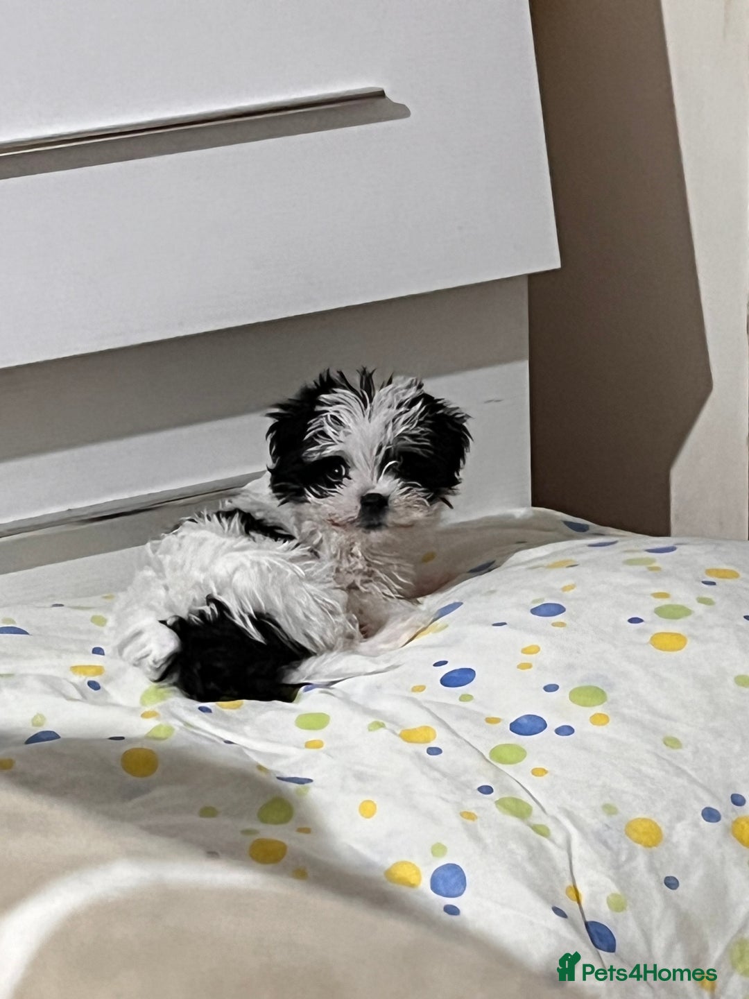 Morkie dogs for sale: Adorable Morkie Girl Puppy! - Image 4