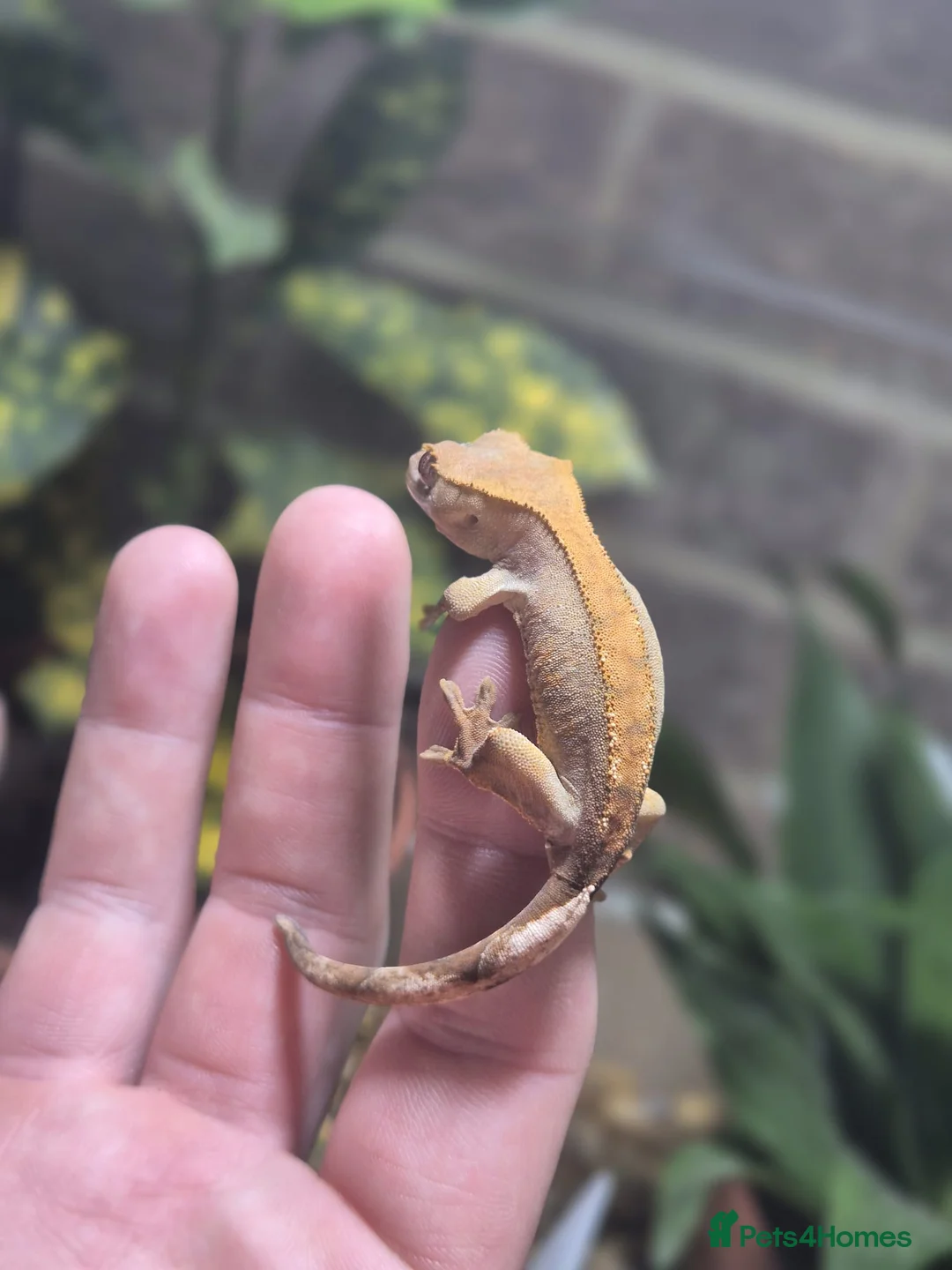 Gecko reptiles for sale: crested geckos, leopard geckos - Advert 14