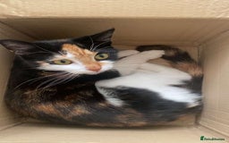 Mixed Breed cats for sale: Calico & Mixed Breed - Image 10