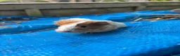 Guinea Pig rodents for sale: Long haired fluffy PeruvianSilkie guineapig babies - Advert 16