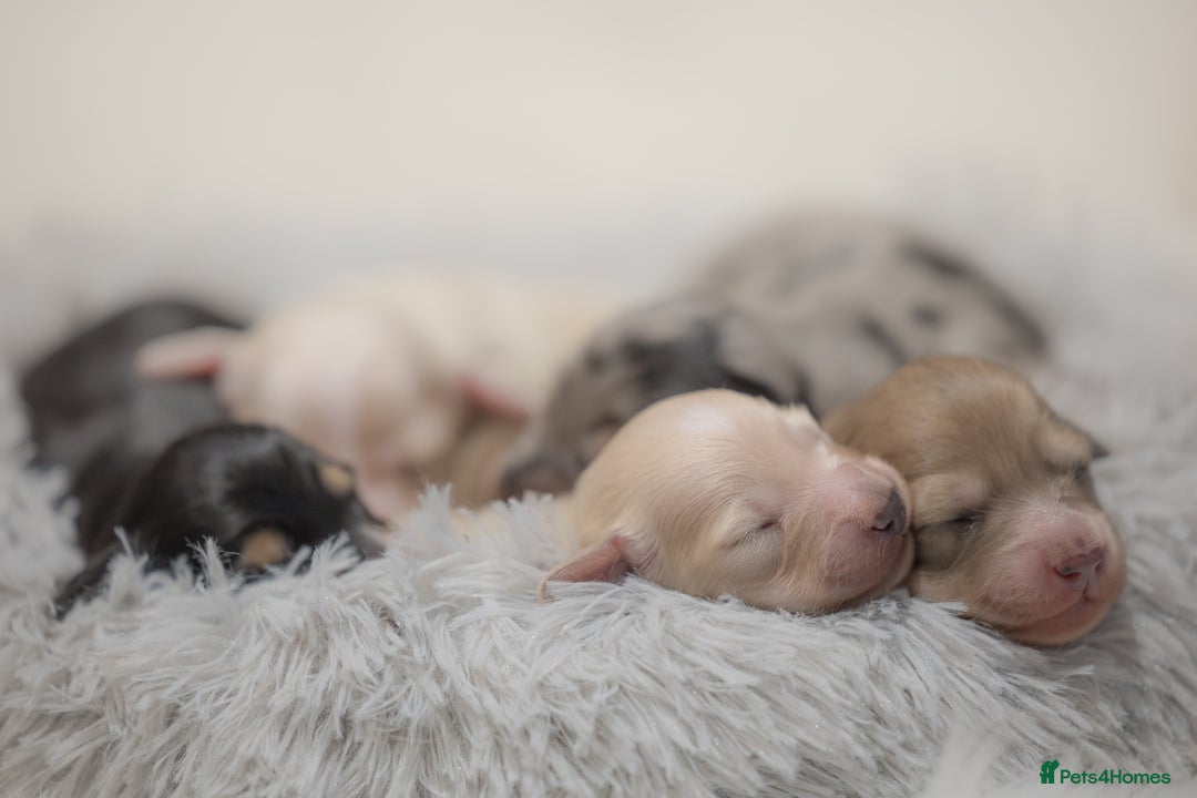 Miniature Dachshund dogs for sale: Exceptional champion PRA clear KC reg  - Image 5