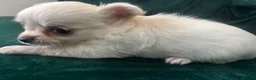 Chihuahua dogs for sale: Chihuahua puppies looking for loving homes - Advert 11