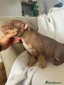 American Bully Puppy 2