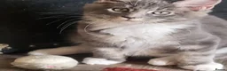 Maine Coon cats for sale: Ready Now Pedigree TICA Maine Coon Kittens - Advert 12